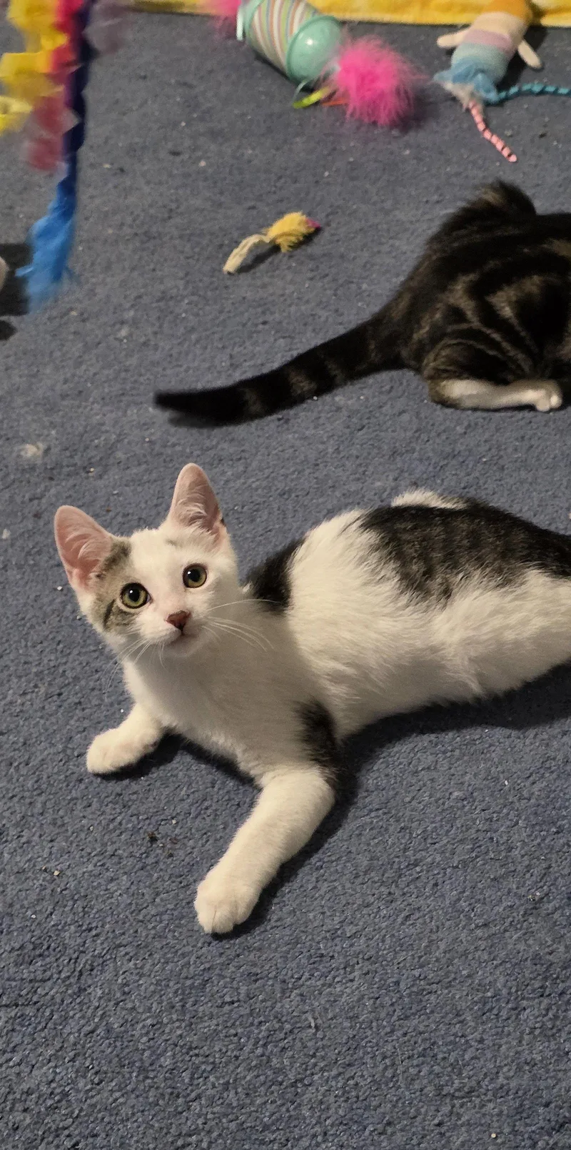 A young medium-sized male Black & White / Tuxedo Domestic Short Hair cat named Benedict for adoption in Delran, NJ