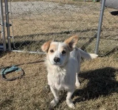 An adult medium-sized male Corgi dog named Max for adoption in Boston, MA