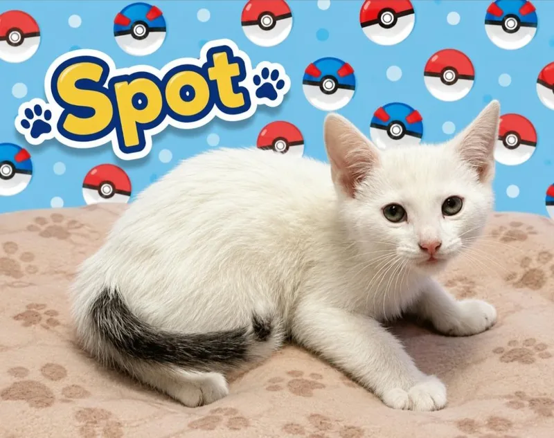 A baby small-sized male Domestic Short Hair cat named Spot for adoption in Washington Court House, OH