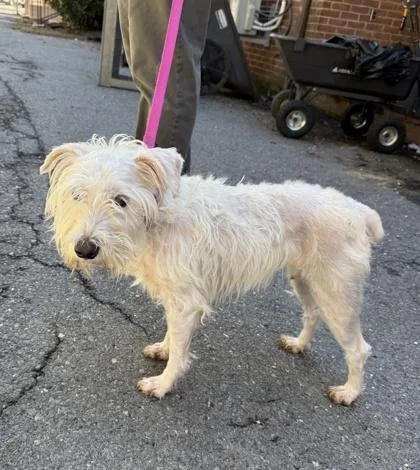 An adult medium-sized female West Highland White Terrier / Westie dog named Bubblegum Bucks for adoption in Washington, DC