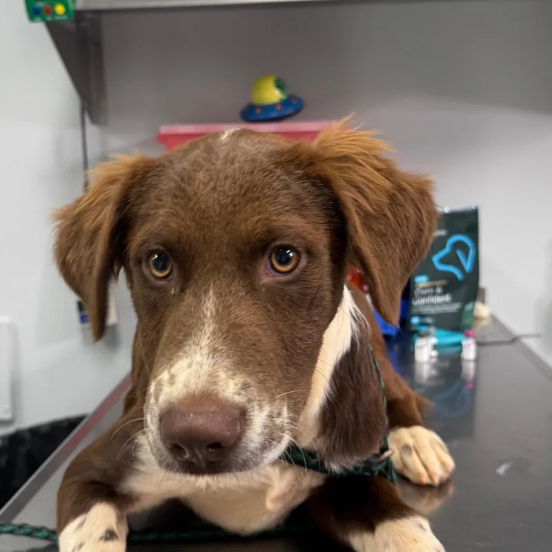 A baby small-sized female Mixed Breed dog named Aurora for adoption in Greenville, SC
