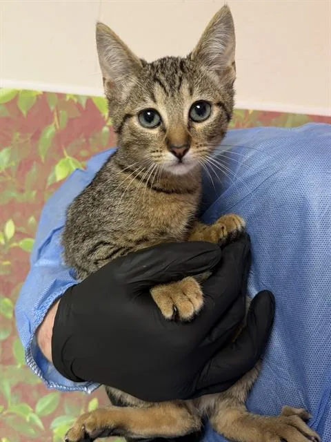 A baby small-sized female Domestic Short Hair cat named Crisp for adoption in San Antonio, TX