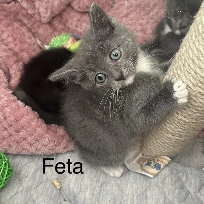A baby small-sized male Gray / Blue / Silver Domestic Short Hair cat named Feta for adoption in Westminster, CA