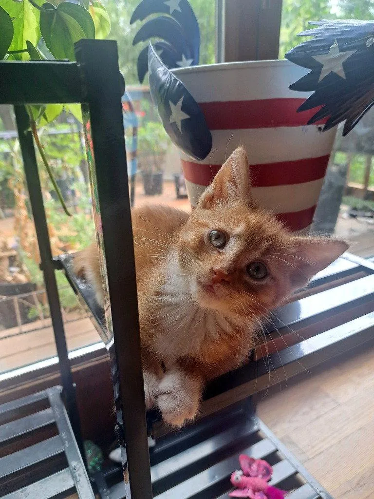A baby small-sized male Domestic Short Hair cat named Spider for adoption in Lovingston, VA