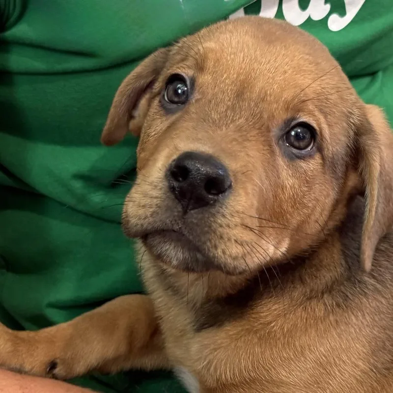 A baby medium-sized male Brown / Chocolate Yellow Labrador Retriever dog named Yogi for adoption in Kansas City, MO