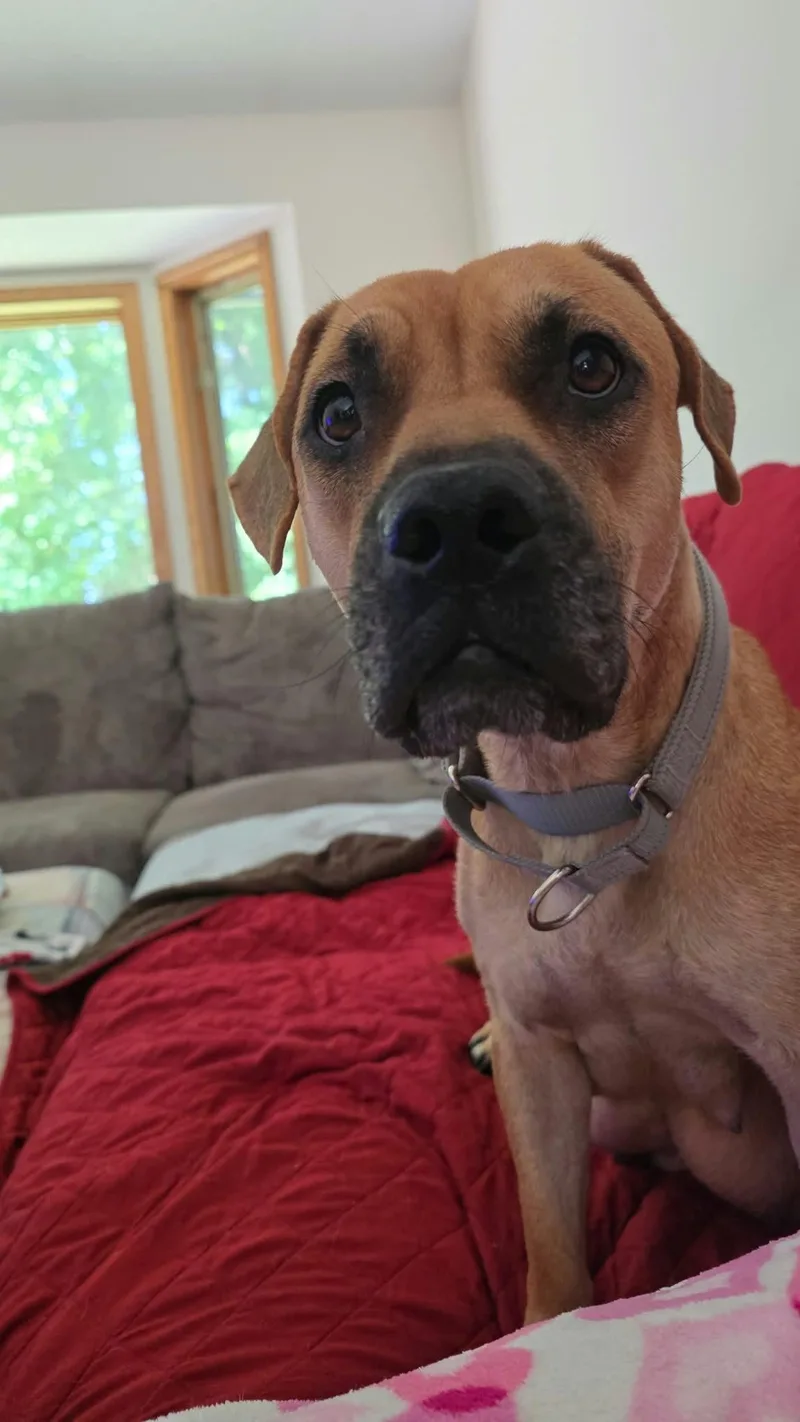 An adult medium-sized female Tricolor (Brown, Black, & White) Boxer dog named Mama Chilli FKA Maple for adoption in Minneapolis, MN