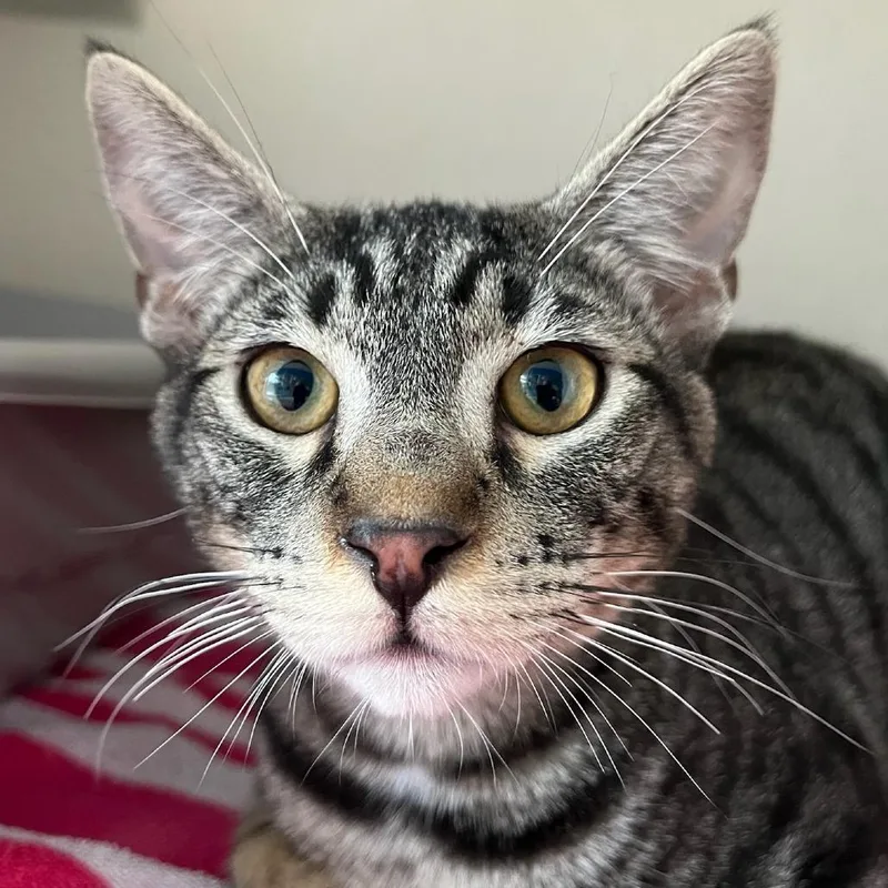 A young medium-sized male Brown / Chocolate Domestic Short Hair cat named Mick Mars for adoption in Redwood City, CA