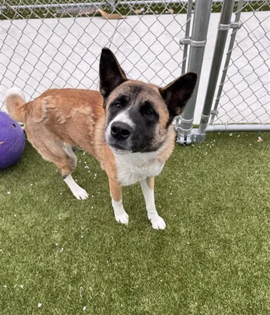 An adult medium-sized female Akita dog named Roami for adoption in Toledo, OH