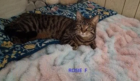 An adult medium-sized female Brown / Chocolate Domestic Short Hair cat named Rosie for adoption in Evergreen, CO