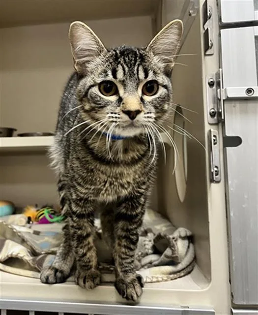 A young small-sized male Domestic Short Hair cat named Sparks for adoption in Denver, CO