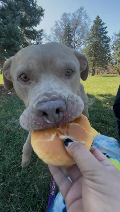 A senior large-sized male Yellow / Tan / Blond / Fawn Pit Bull Terrier dog named Flapjack for adoption in Kansas City, MO