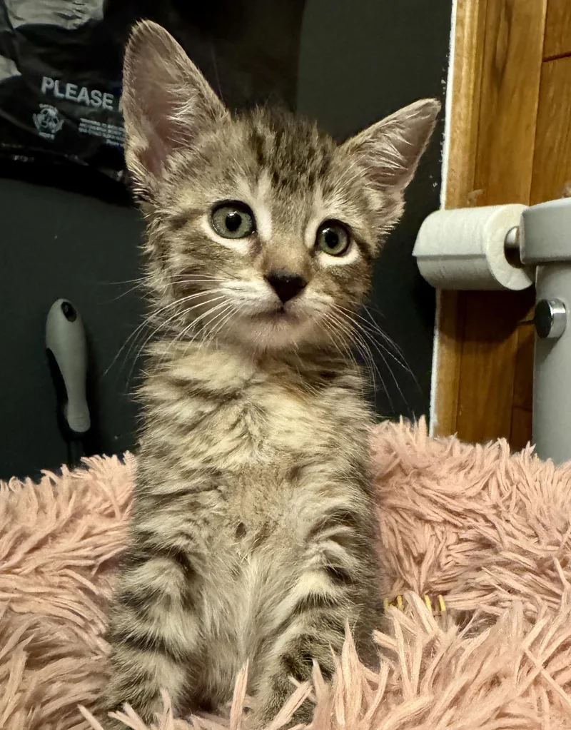 A baby medium-sized female Tabby (Brown / Chocolate) Domestic Short Hair cat named Ulao for adoption in Port Washington, WI