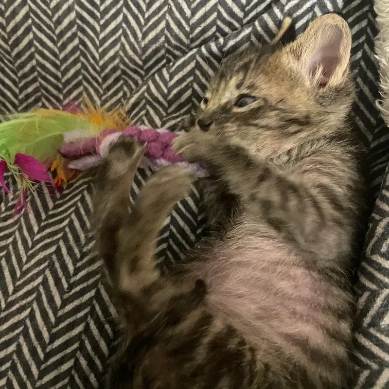 A baby small-sized female Brown / Chocolate Domestic Short Hair cat named Desdemona for adoption in Normal, IL
