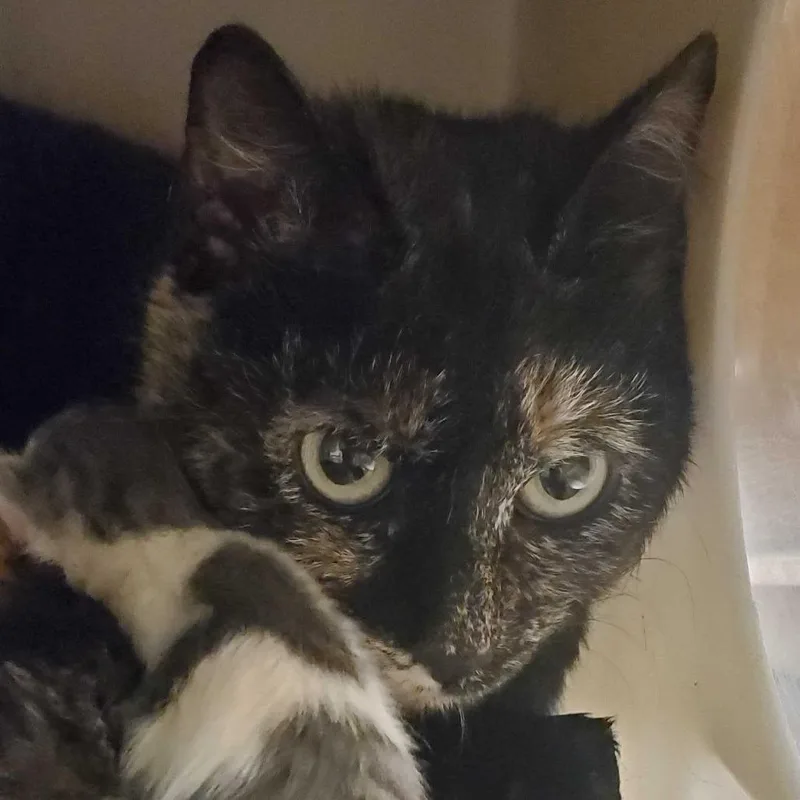 An adult medium-sized female Calico Domestic Short Hair cat named Commotion for adoption in Asheville, NC