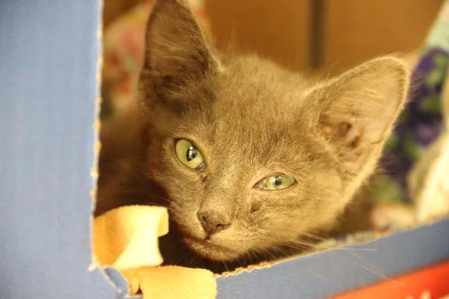 A baby small-sized male Domestic Short Hair cat named Goose for adoption in Tucson, AZ