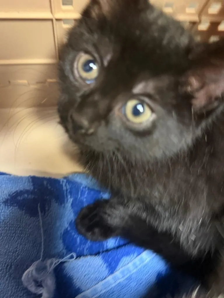 A baby medium-sized female Domestic Short Hair cat named Eeeny for adoption in Wintersville, OH