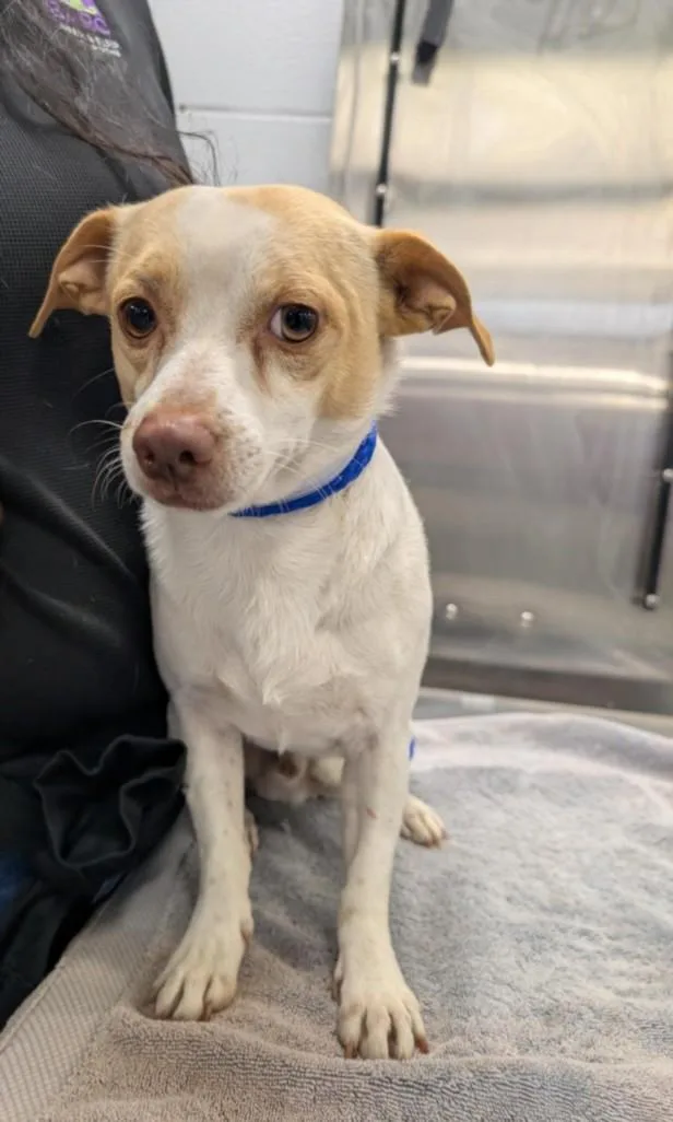 An adult small-sized male Chihuahua dog named Pico for adoption in Houston, TX