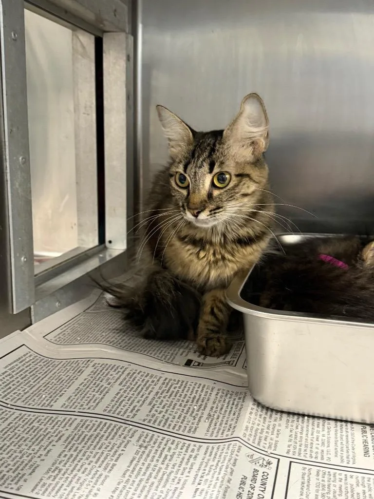 A young medium-sized female Tabby (Brown / Chocolate) Domestic Short Hair cat named Dana for adoption in Heathsville, VA
