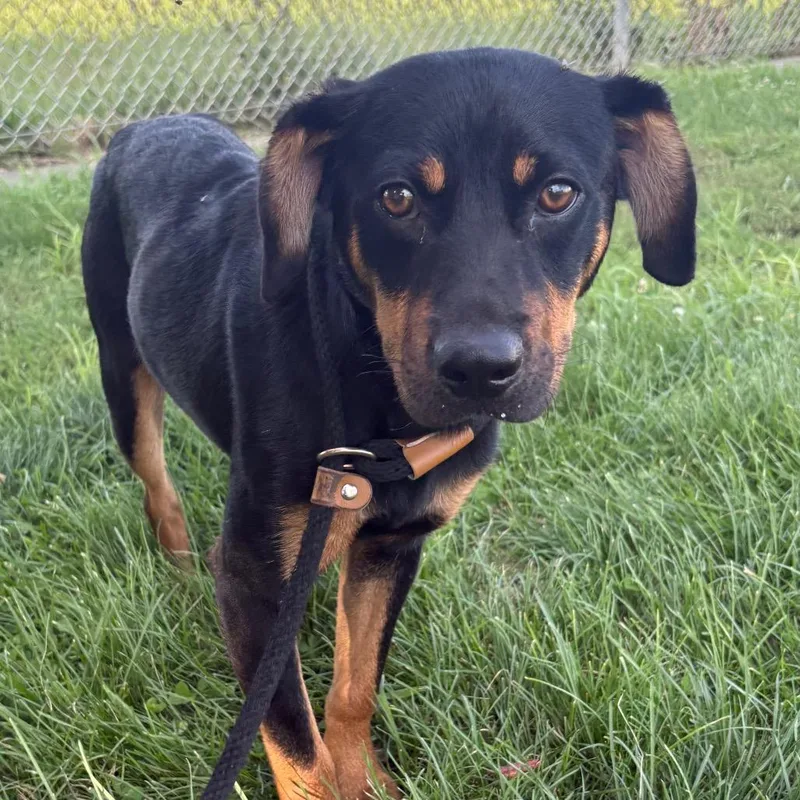 A young medium-sized male Black Mixed Breed dog named Kyle for adoption in St Joseph, MO