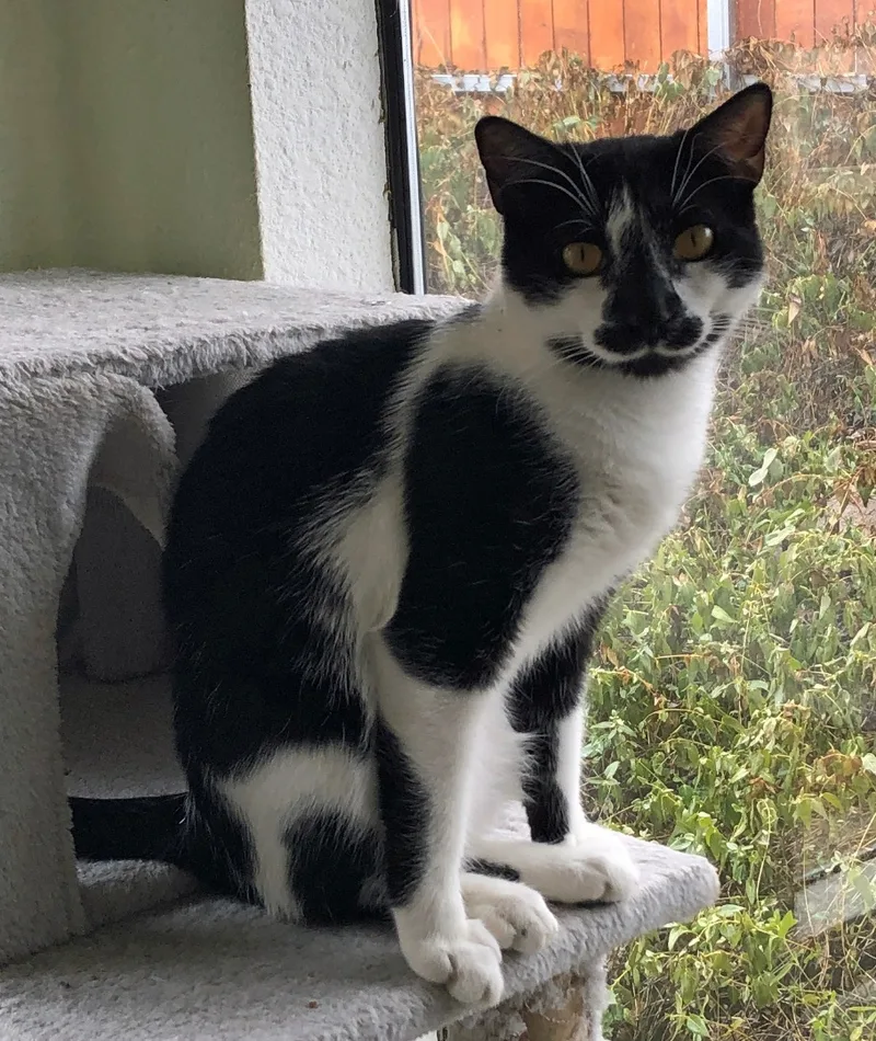 Licoricef thumbnail 2