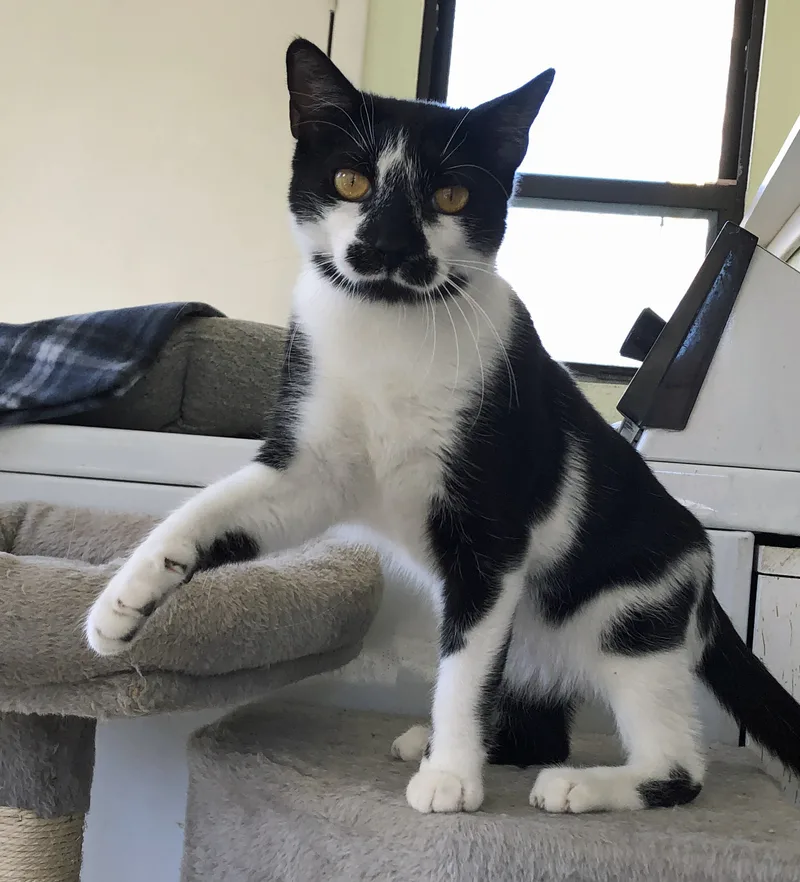 Licoricef thumbnail 3