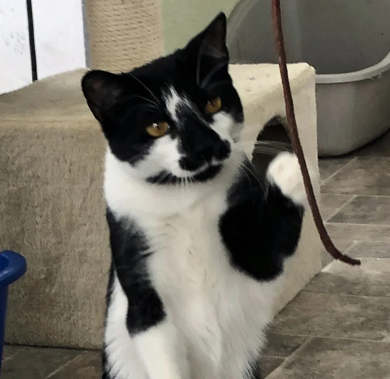 Licoricef thumbnail 4