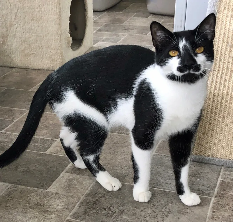 Licoricef thumbnail 5