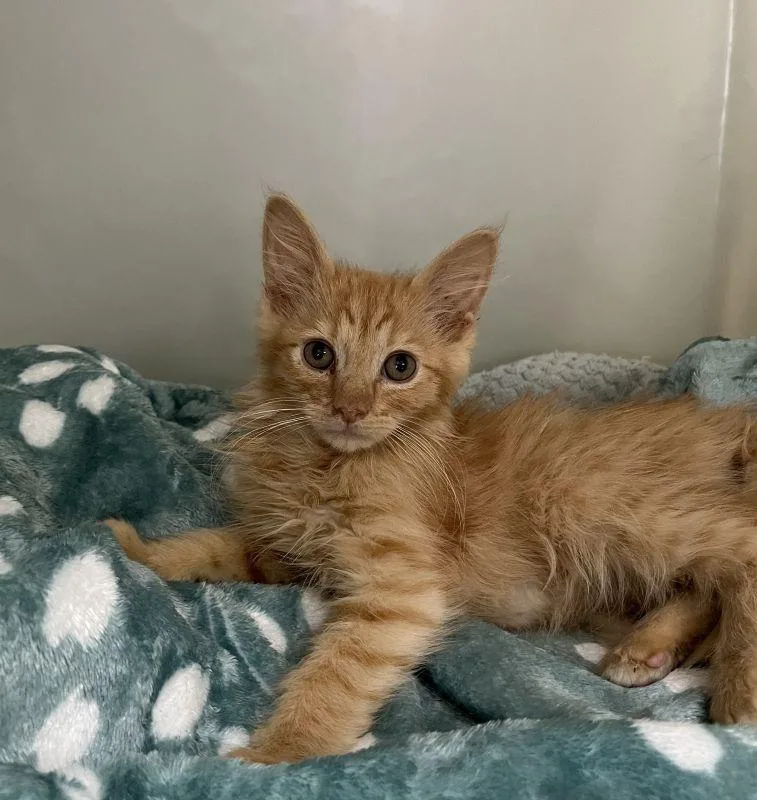 A baby medium-sized male Domestic Long Hair cat named Connor for adoption in Genoa, IL