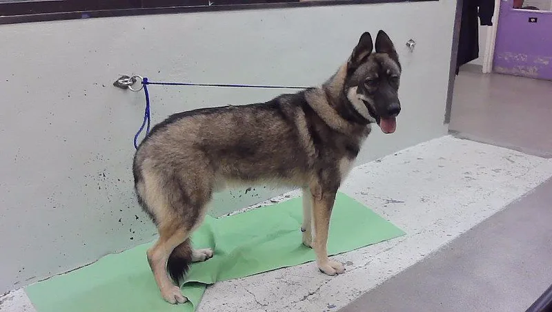 A young large-sized male German Shepherd Dog dog named Zeus for adoption in Houston, TX