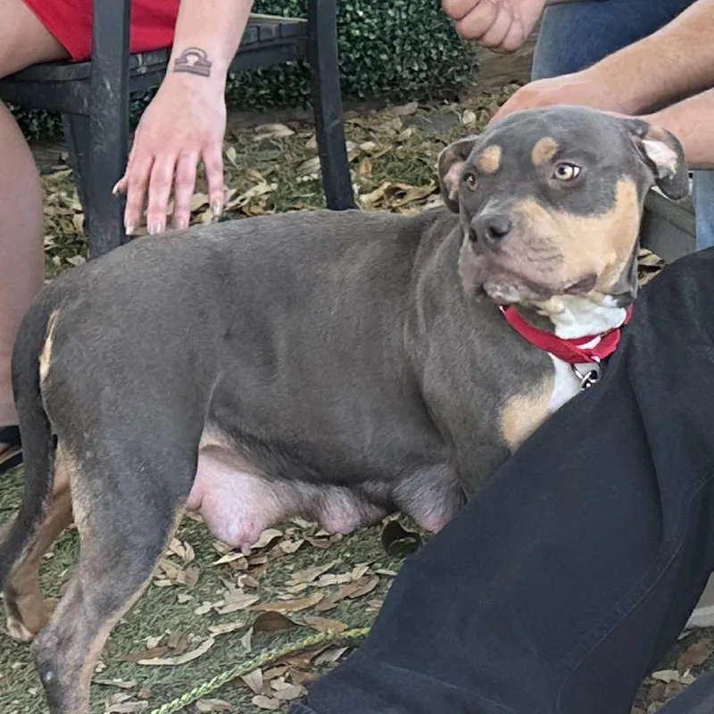 An adult medium-sized female Black English Bulldog dog named Evee for adoption in Austin, TX