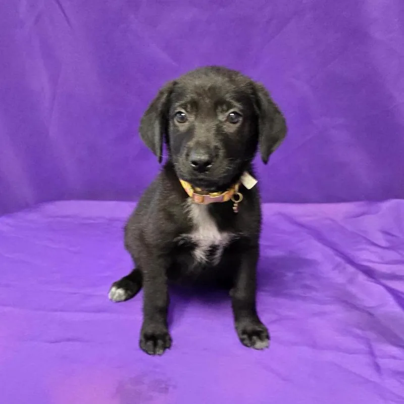 An adult large-sized female Black Labrador Retriever dog named Daisy Fka Fable for adoption in North Myrtle Beach, SC