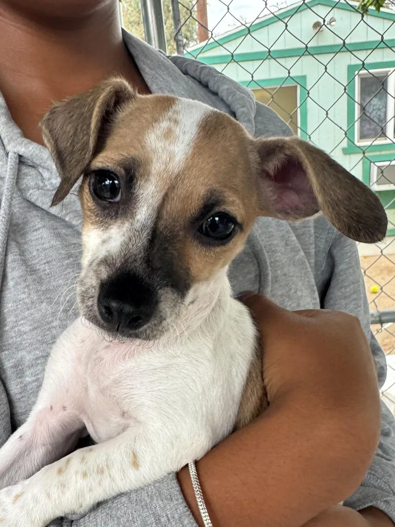 A baby small-sized female Tricolor (Brown, Black, & White) Chihuahua dog named Baby Fiona for adoption in Fresno, CA
