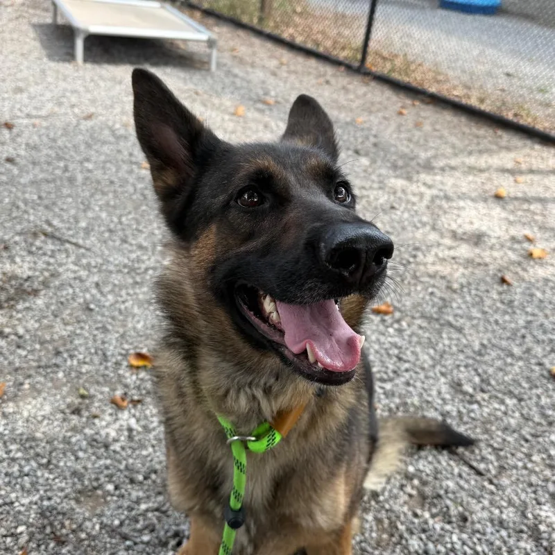 Kahlua