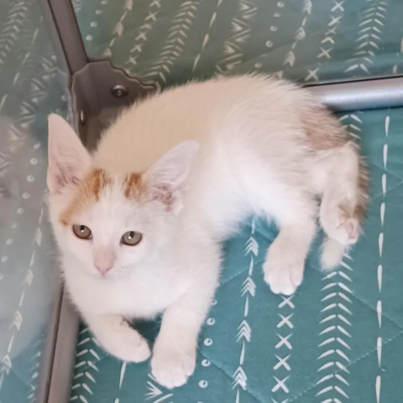 A baby medium-sized female White Domestic Short Hair cat named Frankie for adoption in Bolingbrook, IL