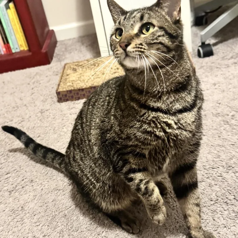 Graham Cracker