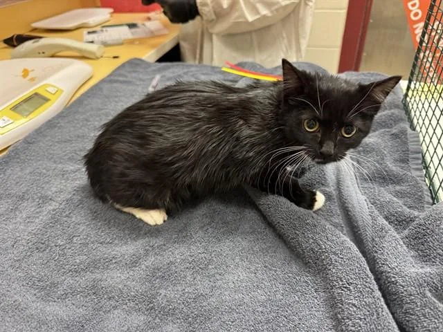 A baby small-sized female Domestic Long Hair cat named Lottie for adoption in Colorado Springs, CO