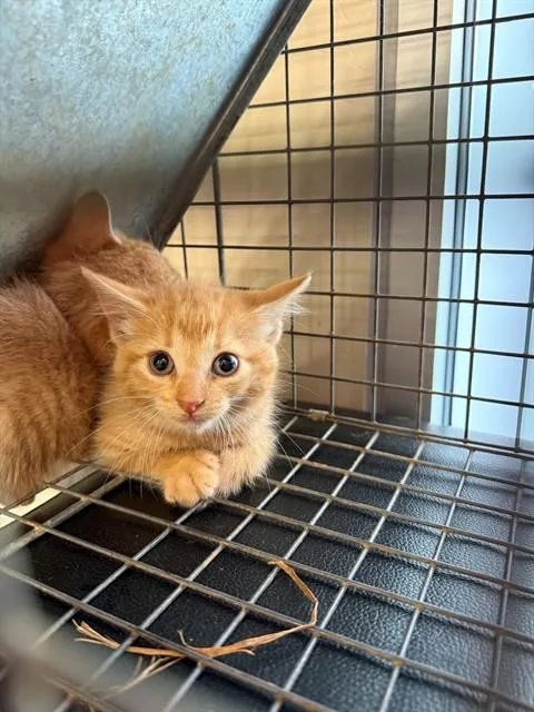 A baby small-sized male Domestic Short Hair cat named Cheddar for adoption in Louisville, KY
