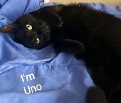 Uno