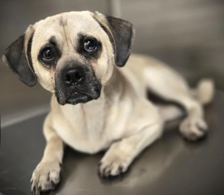 A young medium-sized male Pug dog named Stanley for adoption in Los Angeles, CA