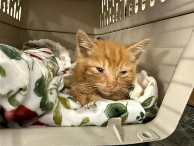 A baby small-sized male Orange / Red Domestic Short Hair cat named Duke for adoption in Woodland, CA