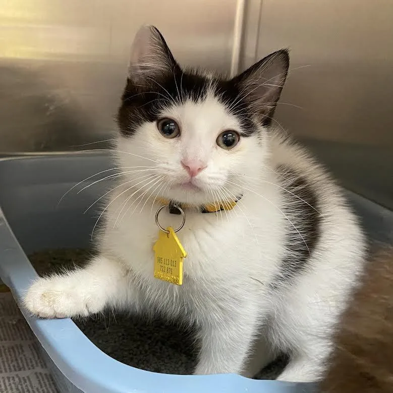 A baby small-sized male Gray / Blue / Silver Domestic Short Hair cat named Prince Monstertruck for adoption in Springfield, MA