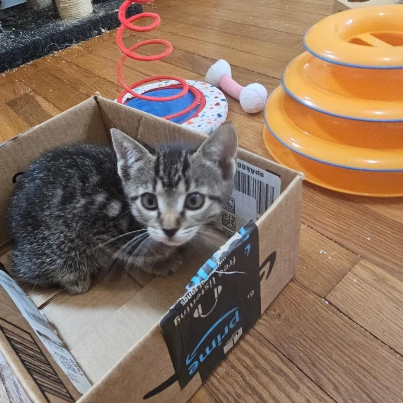 A baby small-sized female Tabby (Brown / Chocolate) Domestic Short Hair cat named Poppy for adoption in Pittsburgh, PA