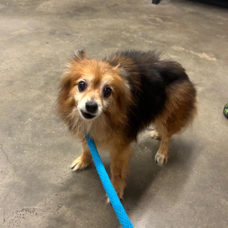 A senior small-sized female Yellow / Tan / Blond / Fawn Pomeranian dog named Lilah for adoption in Tampa, FL