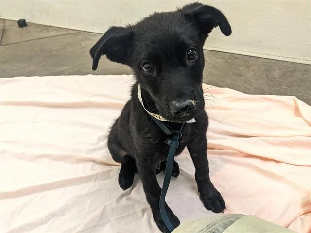 A baby large-sized male German Shepherd Dog dog named Turnip for adoption in Phoenix, AZ