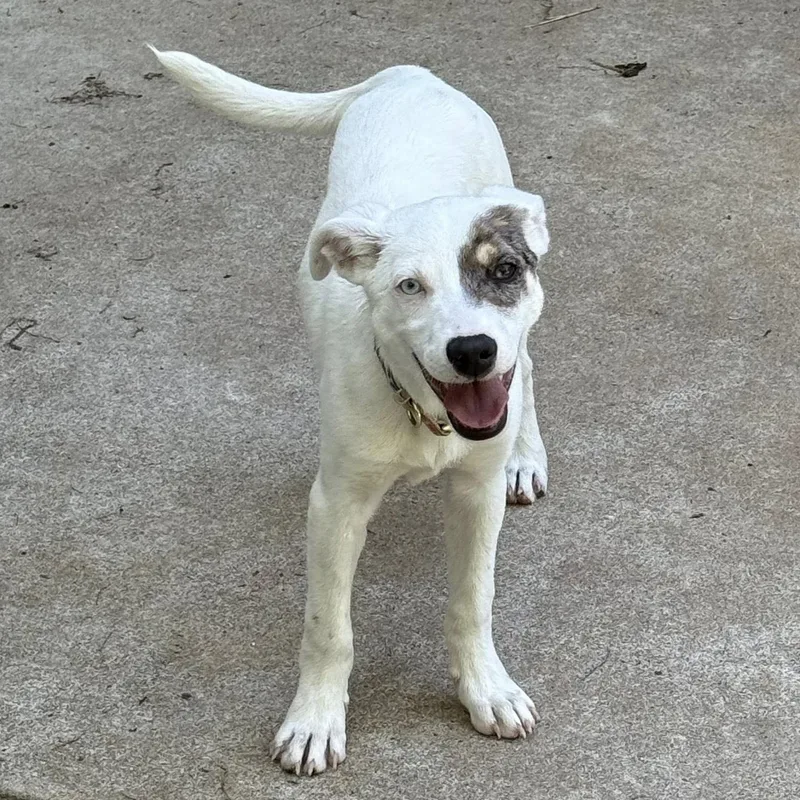 A baby medium-sized female White / Cream Hound dog named Blossom for adoption in Springfield, MO