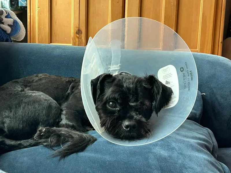 A young medium-sized male Poodle dog named Barry for adoption in Libertyville, IL