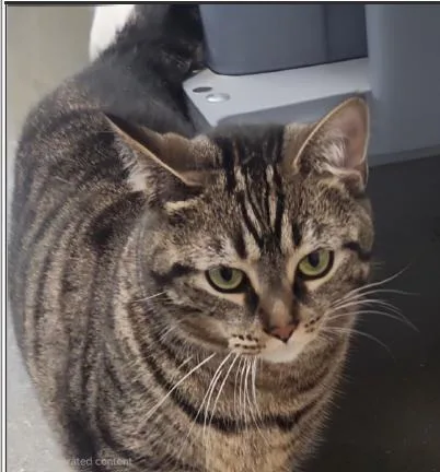 An adult medium-sized female Domestic Short Hair cat named Teah for adoption in Greenfield, IN