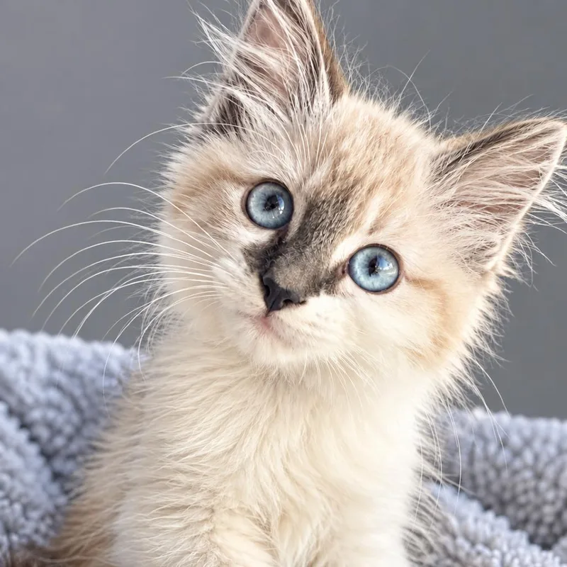 A baby small-sized female Domestic Medium Hair cat named Cupcake for adoption in Jasper, IN
