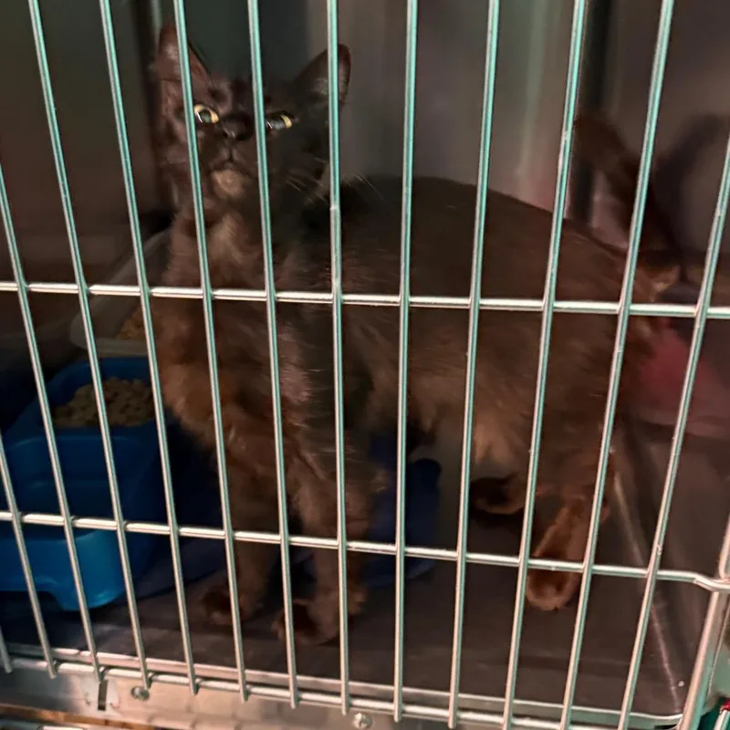 A young medium-sized female Black Domestic Short Hair cat named Pixie for adoption in Lake Jackson, TX