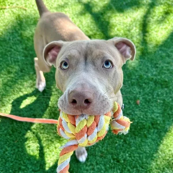 An adult medium-sized male American Staffordshire Terrier dog named Luca for adoption in Walnut Creek, CA